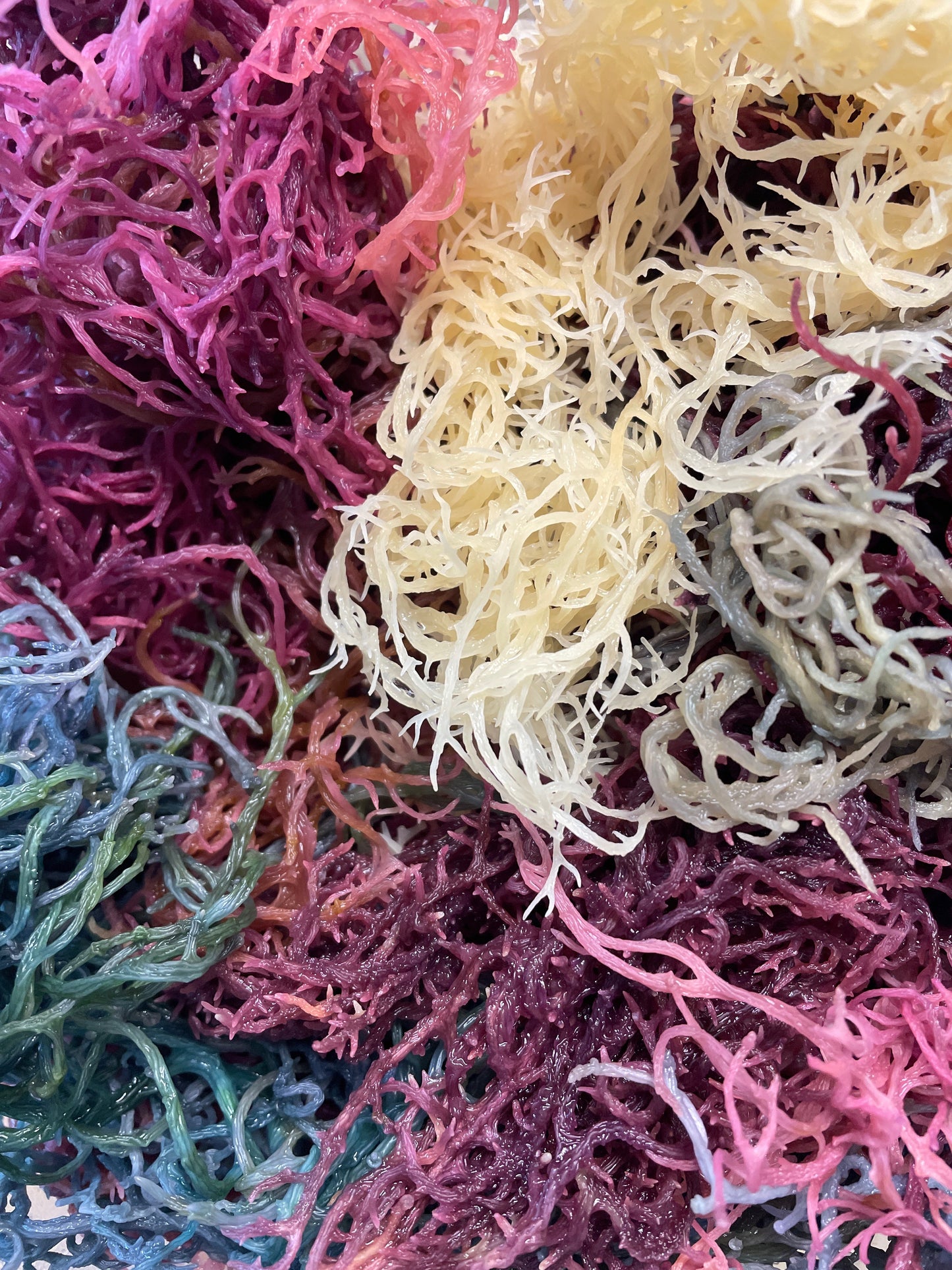 Full Spectrum Sea Moss (Eucheuma Cottonii) - Bulk Dried