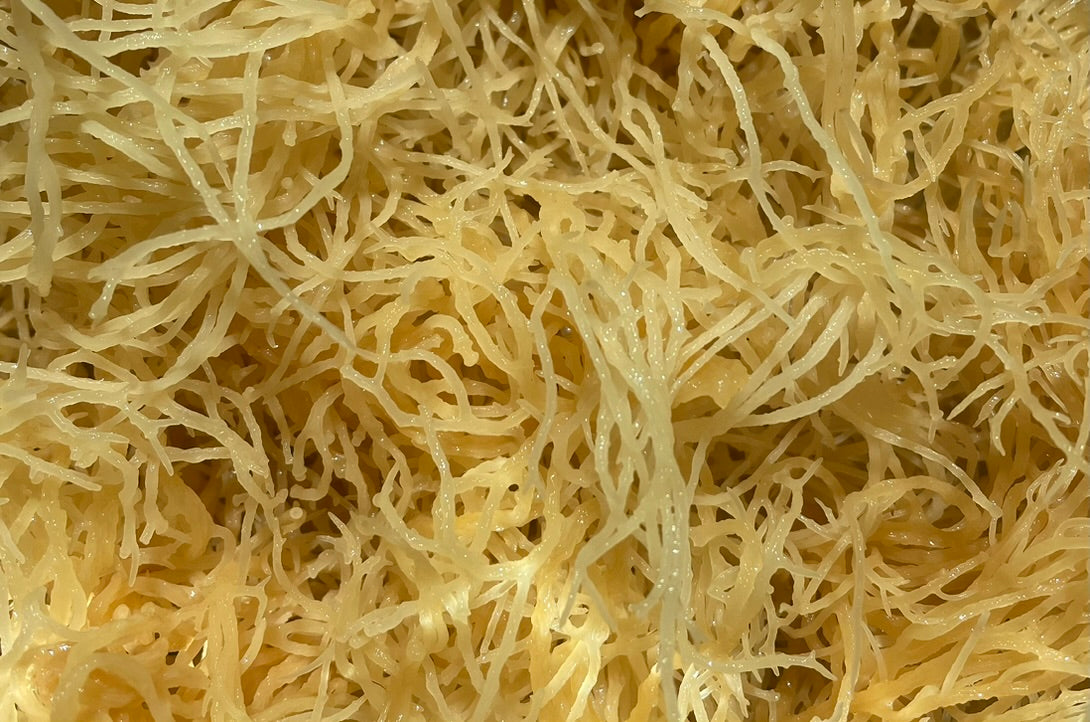 Sea Moss (Eucheuma Cottonii) - Bulk Dried