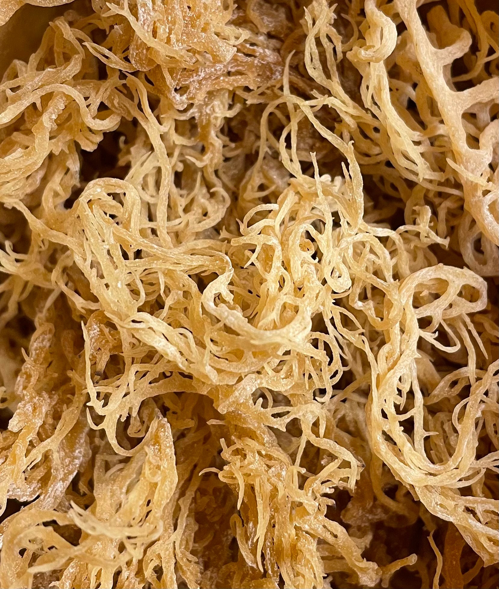 Irish Sea Moss - Bulk Dried – Denver Sea Moss