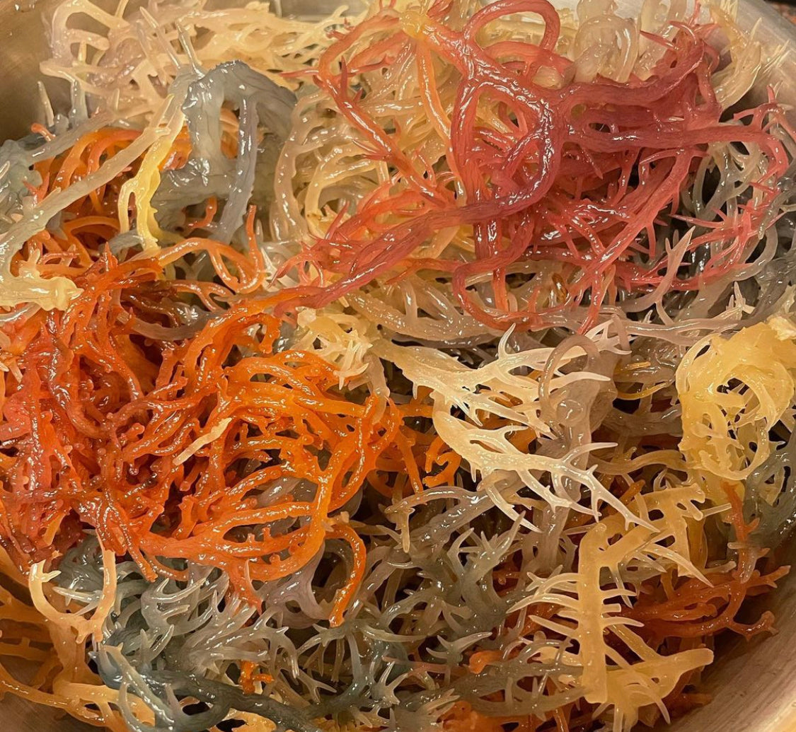 Full Spectrum Irish Sea Moss - Bulk Dried